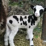تعبیر خواب بچه گوسفندی + زاییدن بره توسط انسان و گوسفندان در خانه