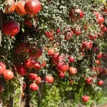 تعبیر خواب درخت انار قرمز برای زن متاهل و باردار و دختر مجرد از روانشناسی