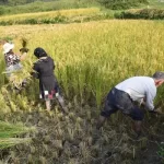 تعبیر خواب نشاکاری برنج برای زن متاهل و باردار و دختر مجرد از روانشناسی