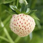 تعبیر خواب توت فرنگی نرسیده + برای زن متاهل و باردار و دختر مجرد