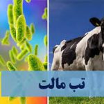 آمار بیماری‌های مشترک انسان و حیوان در کشور / هشدار مصرف لبنیات غیرپاستوریزه