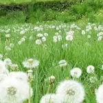 تعبیر خواب قاصدک های زیاد برای زن متاهل و باردار و دختر مجرد از روانشناسی