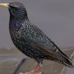 تعبیر خواب سار مشکی برای زن متاهل و باردار و دختر مجرد از روانشناسی