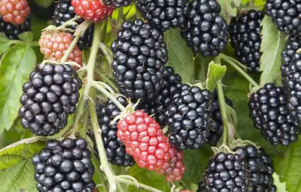 تعبیر خواب تمشک سیاه چیست برای زن متاهل و باردار و دختر مجرد از روانشناسی