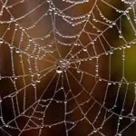 تعبیر خواب عنکبوت و تار عنکبوت برای زن متاهل و باردار و دختر مجرد از روانشناسی