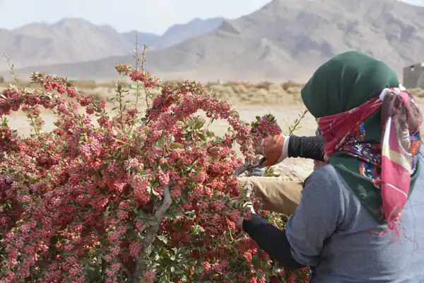 تعبیر خواب زرشک چیدن برای زن متاهل و باردار و دختر مجرد از روانشناسی