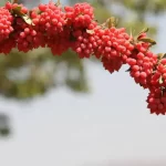 تعبیر خواب زرشک خوردن برای زن متاهل و باردار و دختر مجرد از روانشناسی