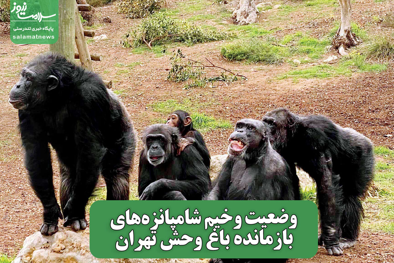 وضعیت وخیم شامپانزههای بازمانده باغ وحش تهران