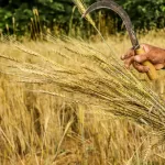 تعبیر خواب داشتن داس برای زن متاهل و باردار و دختر مجرد از روانشناسی
