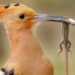 تعبیر خواب غذا دادن به هدهد برای زن متاهل و باردار و دختر مجرد از روانشناسی