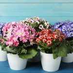 روش کاشت؛ نگهداری و تکثیر گل سینره برای عید نوروز
