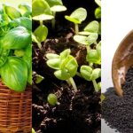 5 روش کاشت سبزه ریحان برای عید نوروز+ روش نگهداری و زمان کاشت