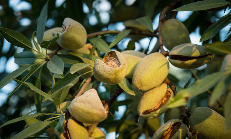 آموزش کاشت بادام در گلدان و پرورش آن+ روش نگهداری