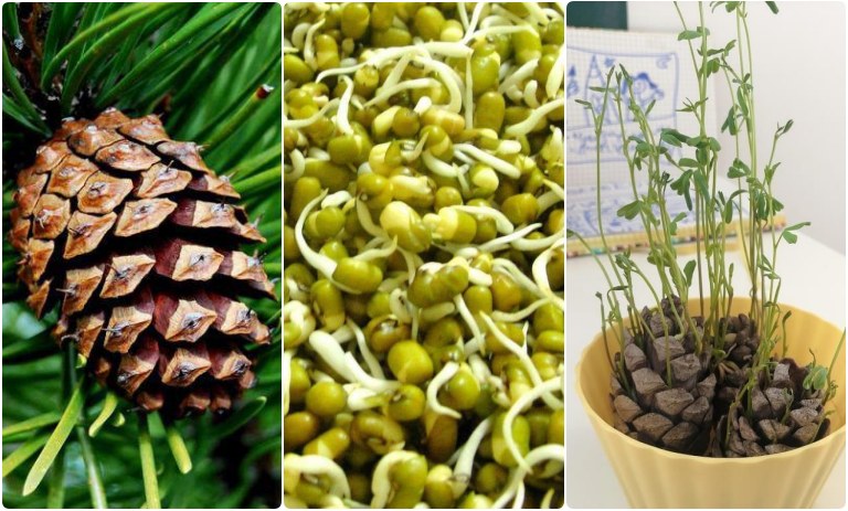 کاشت سبزه روی میوه کاج برای نوروز + زمان مناسب و روش نگهداری