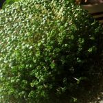 آموزش کاشت سبزه توپی برای عید+ روش نگهداری