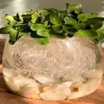 آموزش سبزه شناور+ روش نگهداری و بهترین زمان کاشت