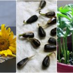 آموزش کاشت سبزه تخمه آفتابگردان + روش نگهداری و زمان کاشت