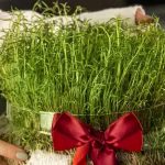 8 روش کاشت سبزه عید با خاکشیر؛ ویژه عید نوروز