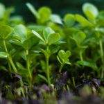 روش کاشت سبزه خرفه برای عید + بهترین زمان کاشت و نگهداری