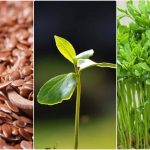 کاشت سبزه تخم کتان برای عید + زمان کاشت و روش نگهداری