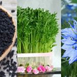 آموزش کاشت سبزه سیاه دانه برای عید+ بهترین زمان کاشت و نگهداری