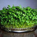 روش کاشت سبزه تخم کدو برای عید؛ مرحله به مرحله