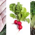 آموزش کاشت سبزه تربچه برای عید+ بهترین زمان کاشت و روش نگهداری
