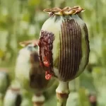 تعبیر خواب تریاک دادن به مرده برای زن متاهل و باردار و دختر مجرد از روانشناسی