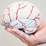 استرس مزمن، خطر سکته مغزی را در زنان جوان افزایش می‌دهد