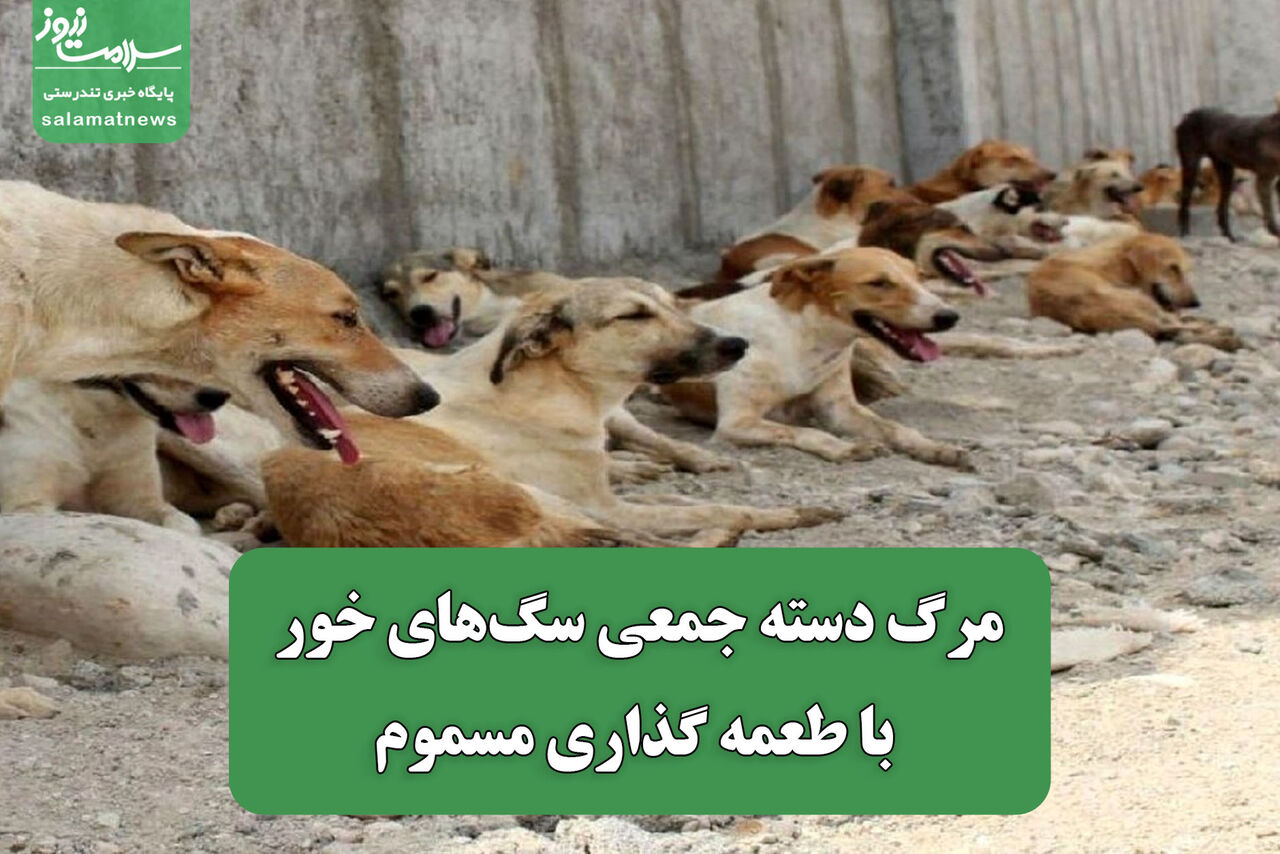 مرگ دسته جمعی سگهای خور با طعمه گذاری مسموم