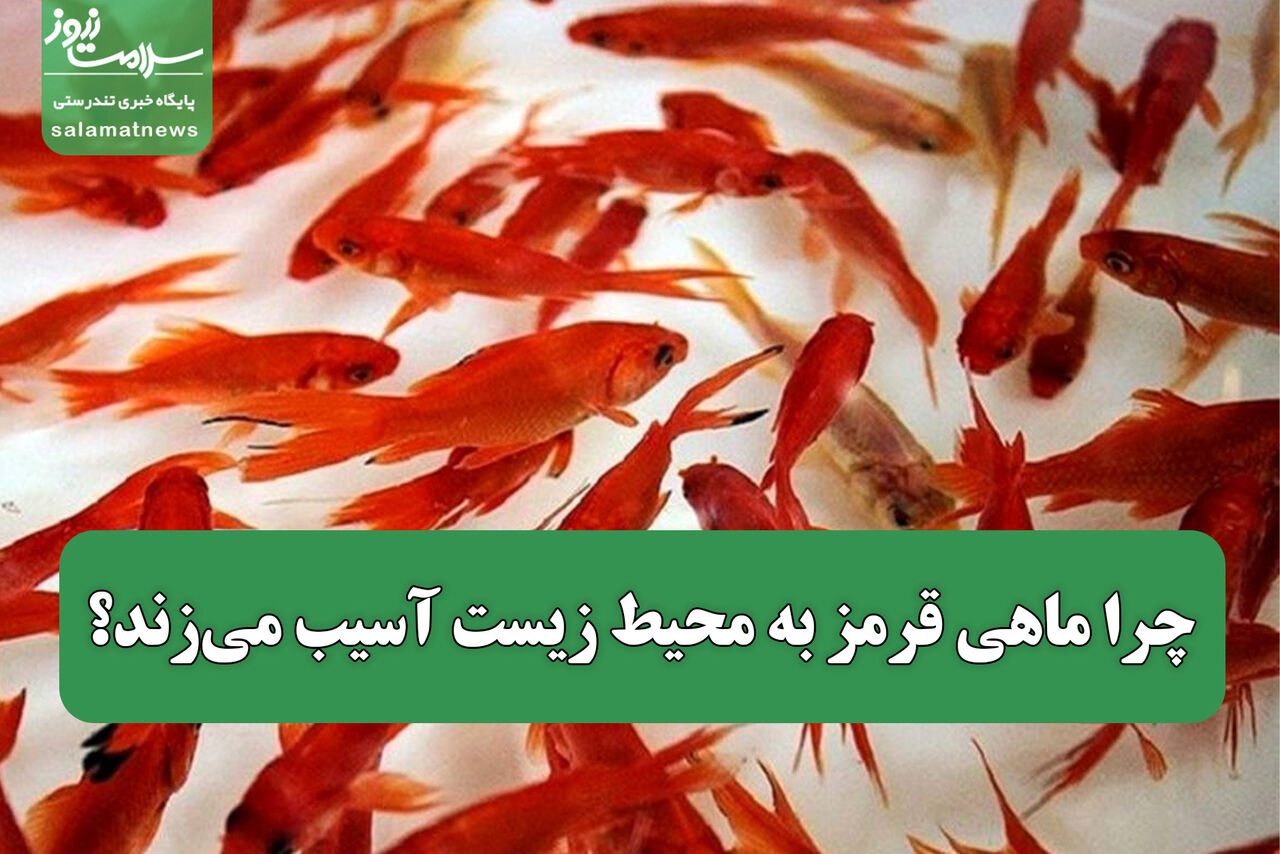 چرا ماهی قرمز به محیط زیست آسیب میزند؟