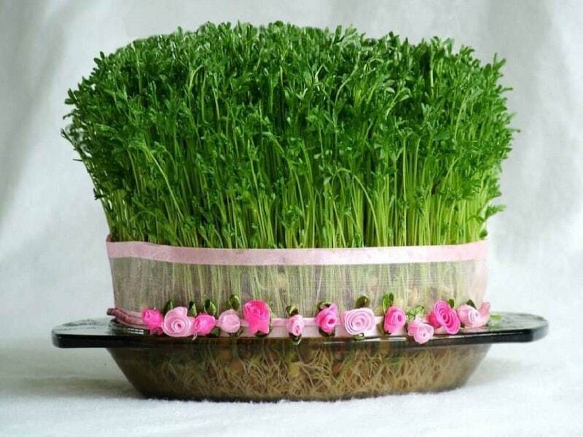 طریقهی آماده کردن سبزهی عید با استفاده از لپه