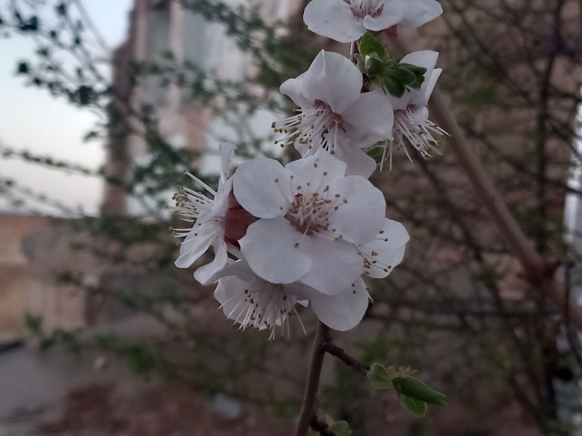 رُخ نمایی بهار در گیلان/ هوا گرمتر خواهد شد؟