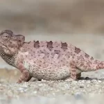 تعبیر خواب آفتاب پرست در خانه برای زن متاهل و باردار و دختر مجرد از روانشناسی