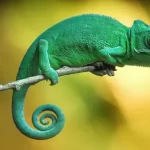 تعبیر خواب دیدن آفتاب پرست برای زن متاهل و باردار و دختر مجرد از روانشناسی