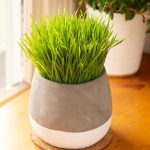آموزش کاشت سبزه ارزن برای عید+ زمان مناسب و روش نگهداری