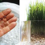 آموزش کاشت سبزه در خاک ژله ای+ بهترین زمان کاشت و روش نگهداری
