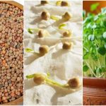 آموزش کاشت سبزه گاودانه برای عید + زمان مناسب و روش نگهداری