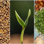 کاشت سبزه تخم منداب برای عید + بهترین زمان و روش نگهداری