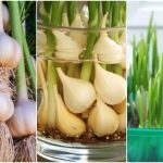 کاشت سبزه سیر برای عید + زمان مناسب و روش نگهداری
