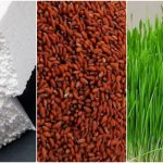 آموزش کاشت سبزه روی فیبر (یونولیت) + زمان و روش نگهداری