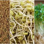 روش کاشت سبزه یونجه برای عید نوروز؛ زمان مناسب و روش نگهداری