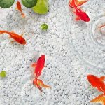 ماهی قرمز را در طبیعت رها نکنیم