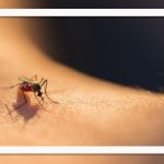 ویروس‌های خطرناک چیکونگونیا و زیکا در کمین ایران