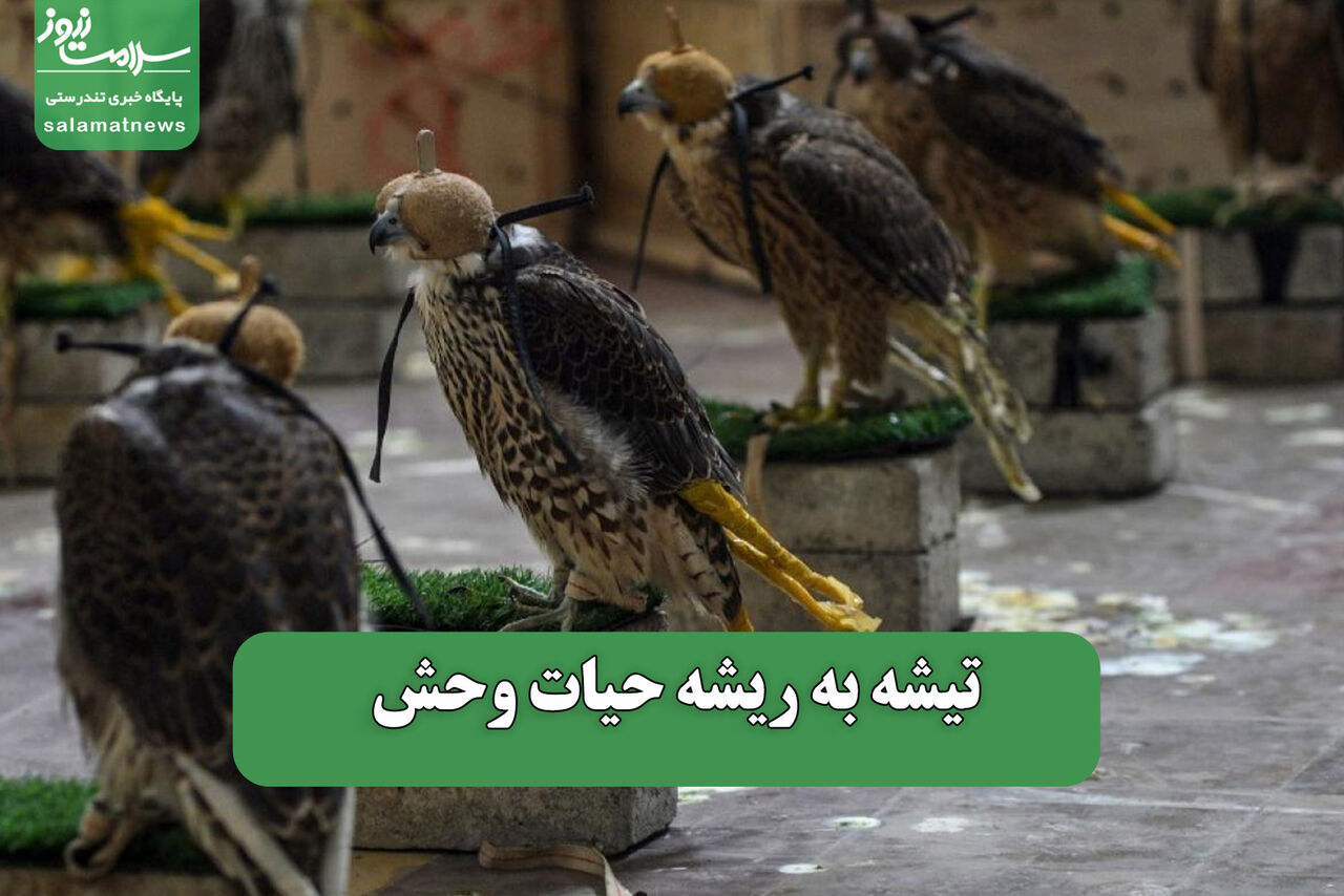 تیشه به ریشه حیات وحش