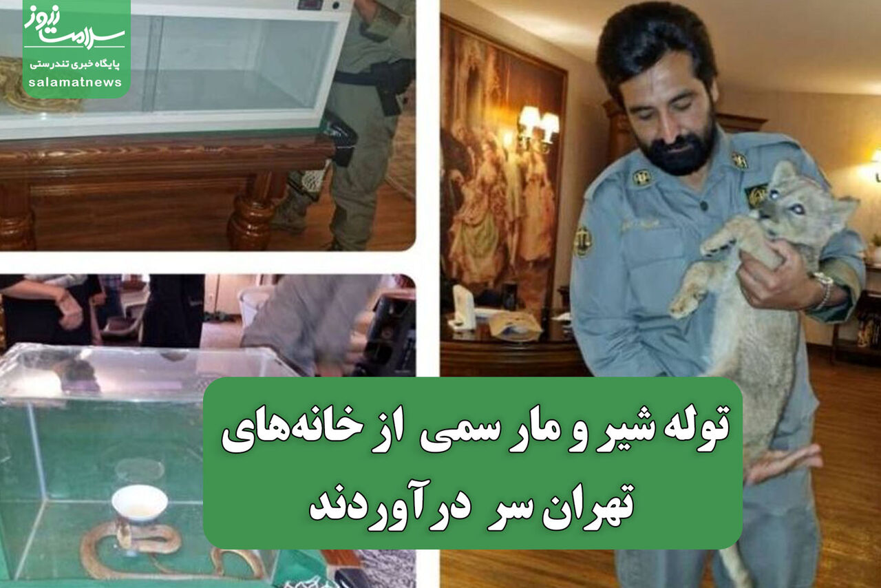 توله شیر و مار سمی از خانههای تهران سر درآوردند