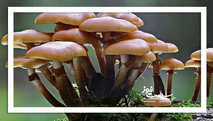 هشدار درباره خطرات مرگبار قارچهای سمی