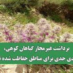 برداشت غیرمجاز گیاهان کوهی، تهدیدی جدی برای مناطق حفاظت شده تهران