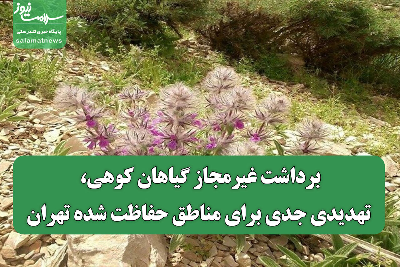 برداشت غیرمجاز گیاهان کوهی، تهدیدی جدی برای مناطق حفاظت شده تهران
