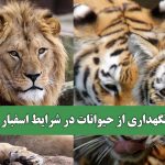 نگهداری از حیوانات در شرایط اسفبار